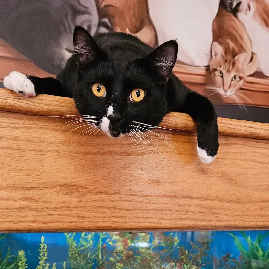Cat orienting near an aquarium during boarding