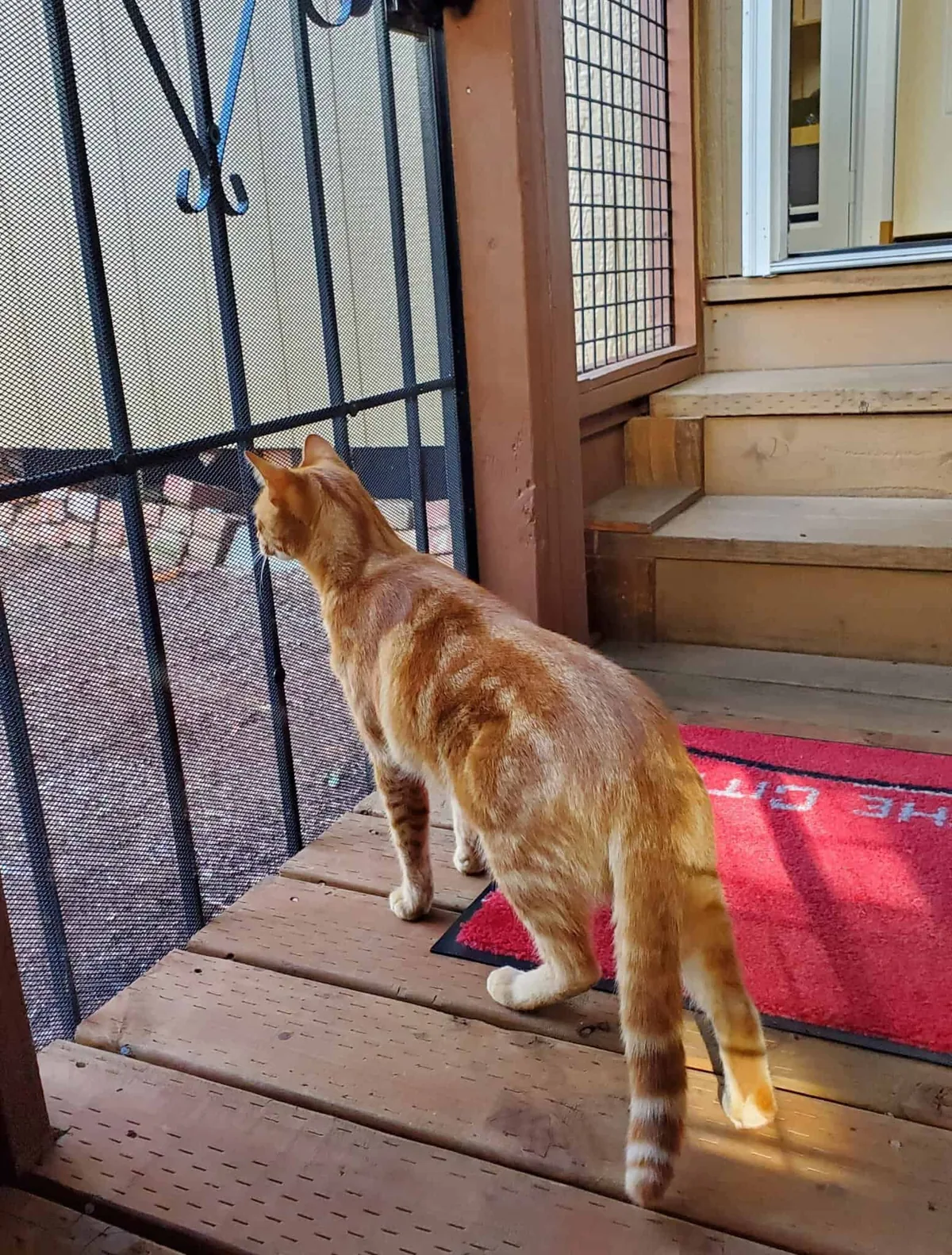 Cat orienting to an enriched private boarding environment