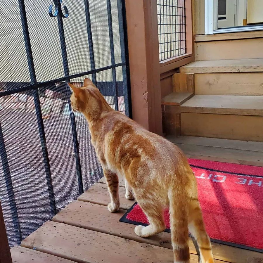 Cat orienting to a secure outdoor catio