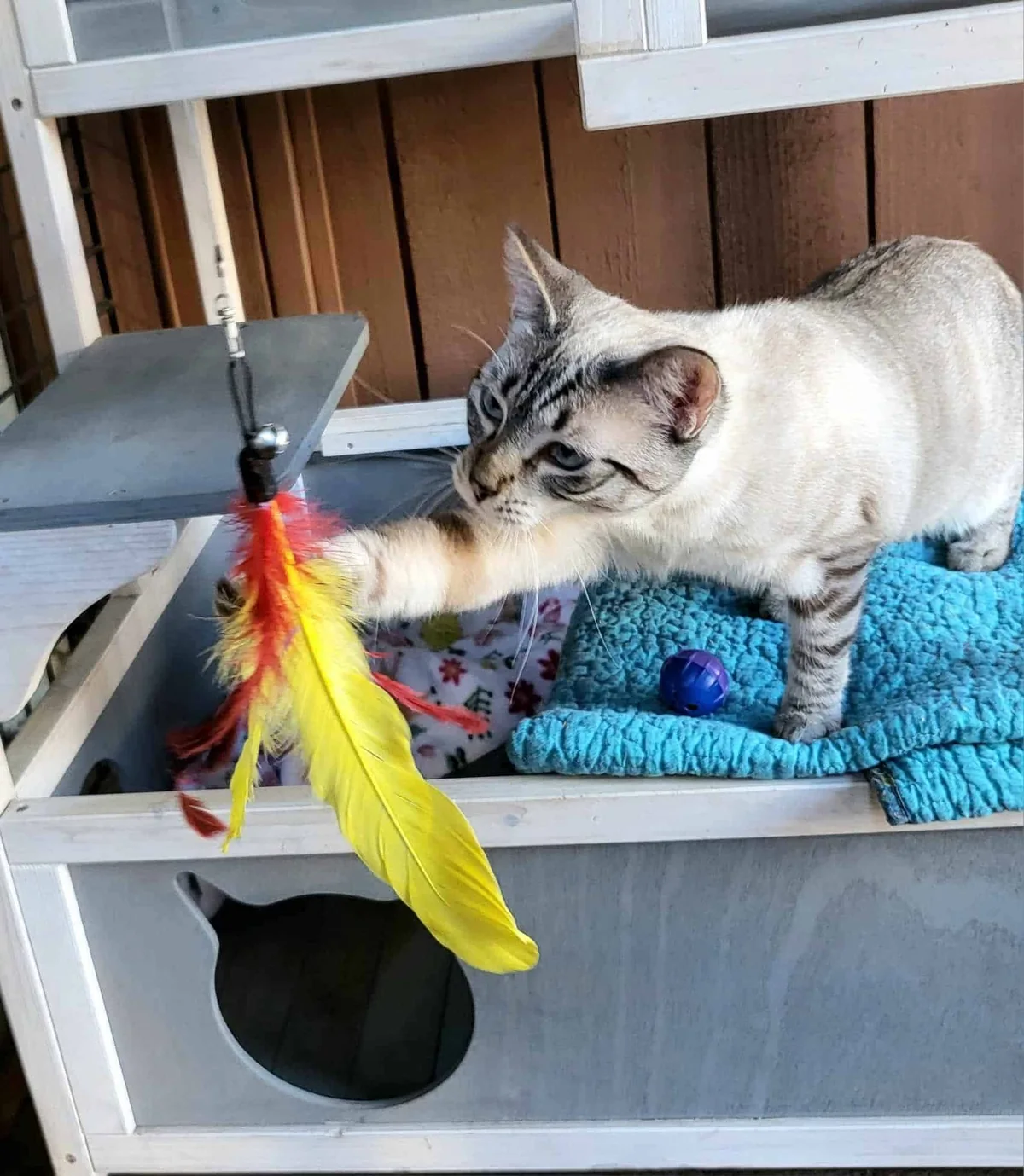 Cat choosing play on a secure feline catio