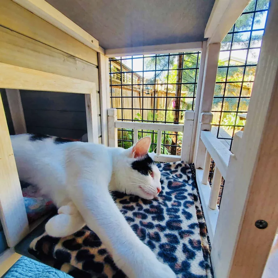 Cat resting on a catio shelf
