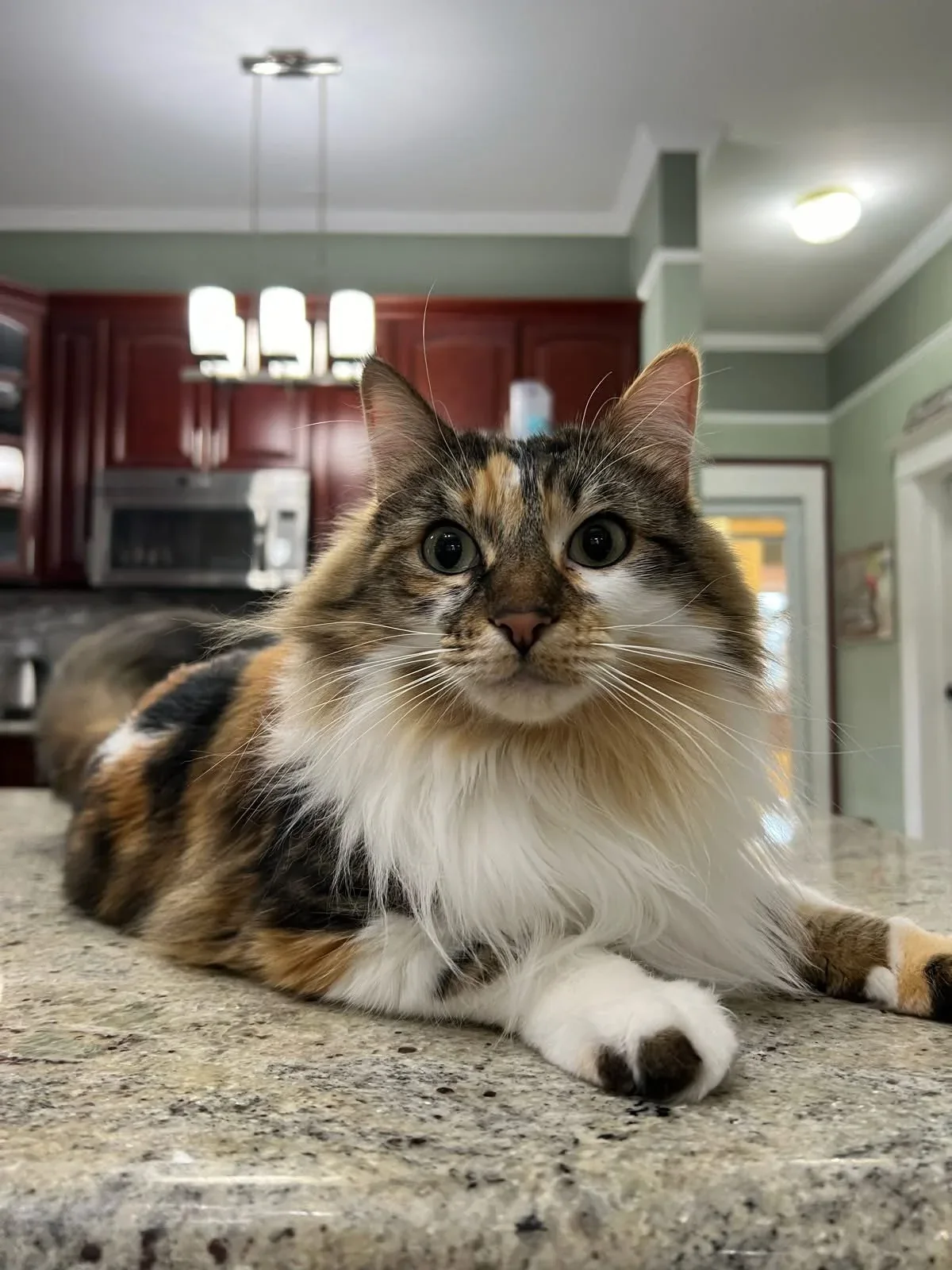 Cat resting openly on a counter in a Cats in the City boarding environment