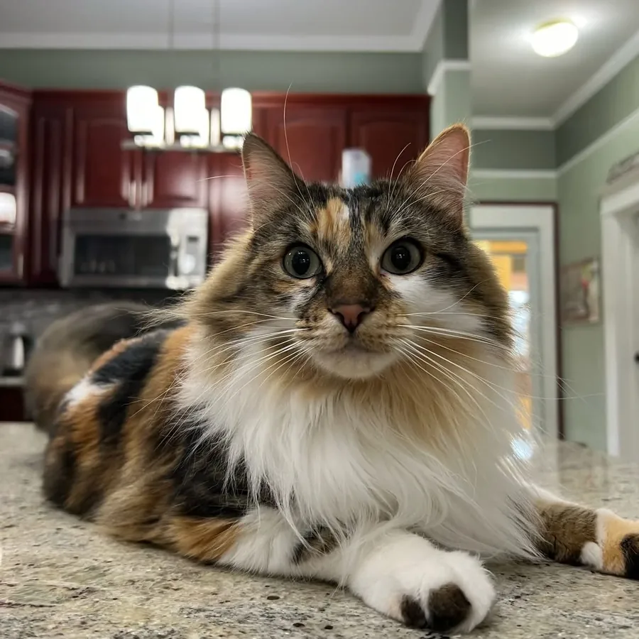Cat resting openly during boarding