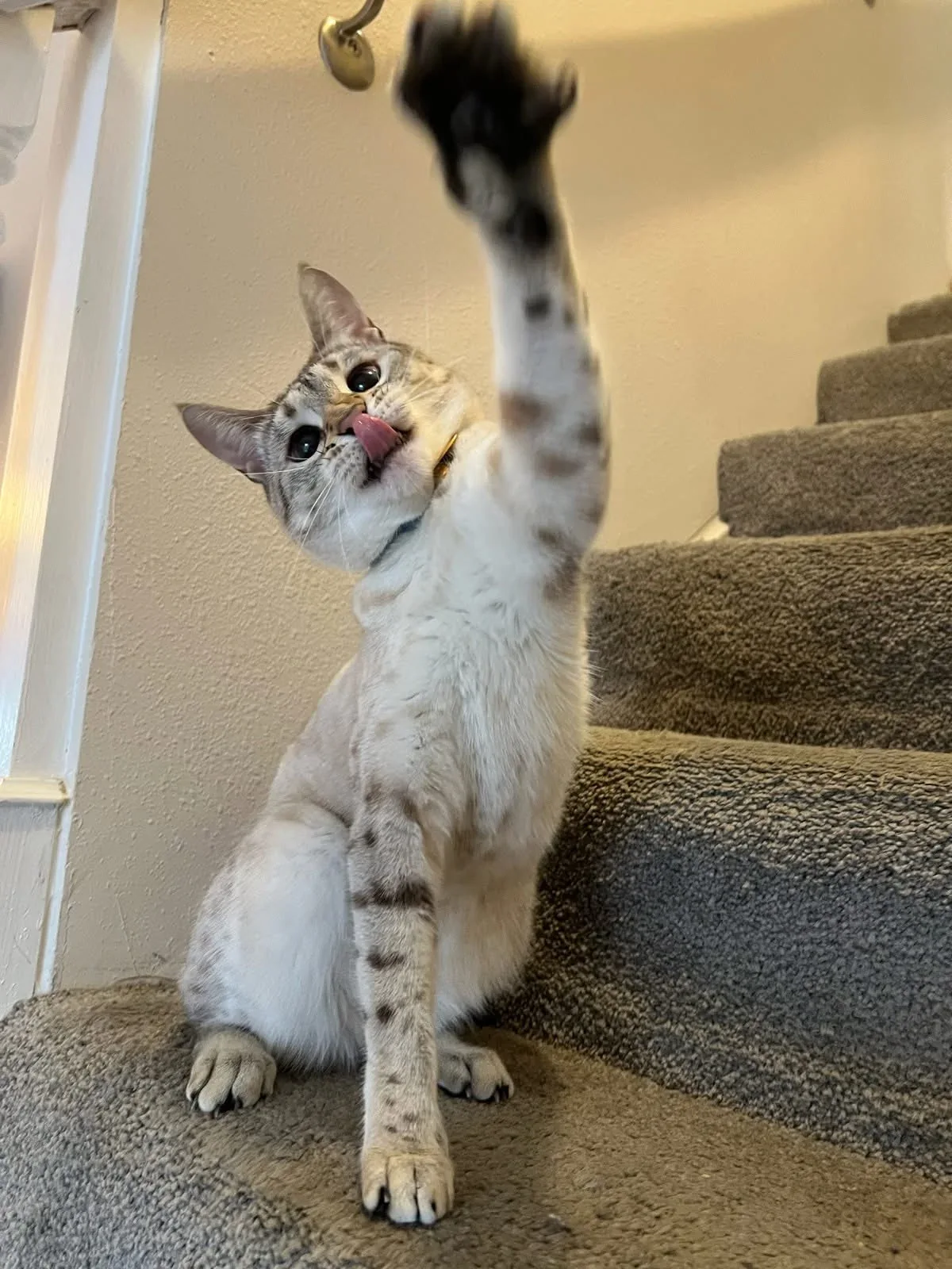 Cat re-engaging with movement during boarding
