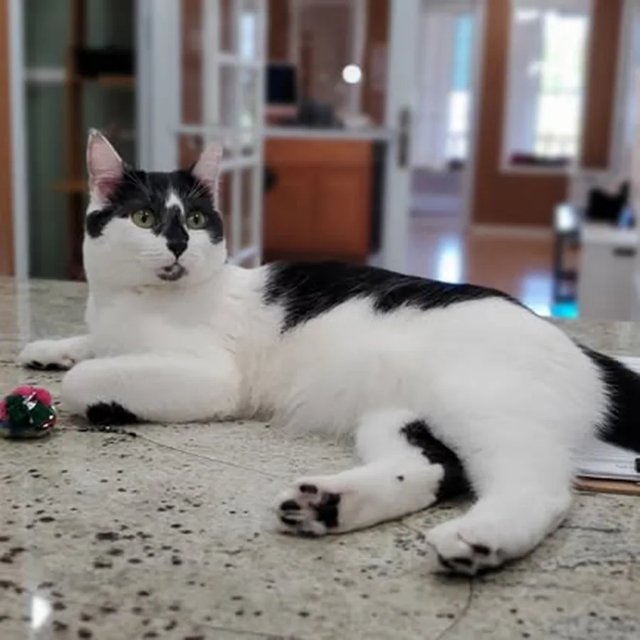 Cat lounging in a private studio room
