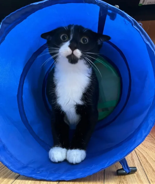 Cat moving through an enriched feline boarding tunnel