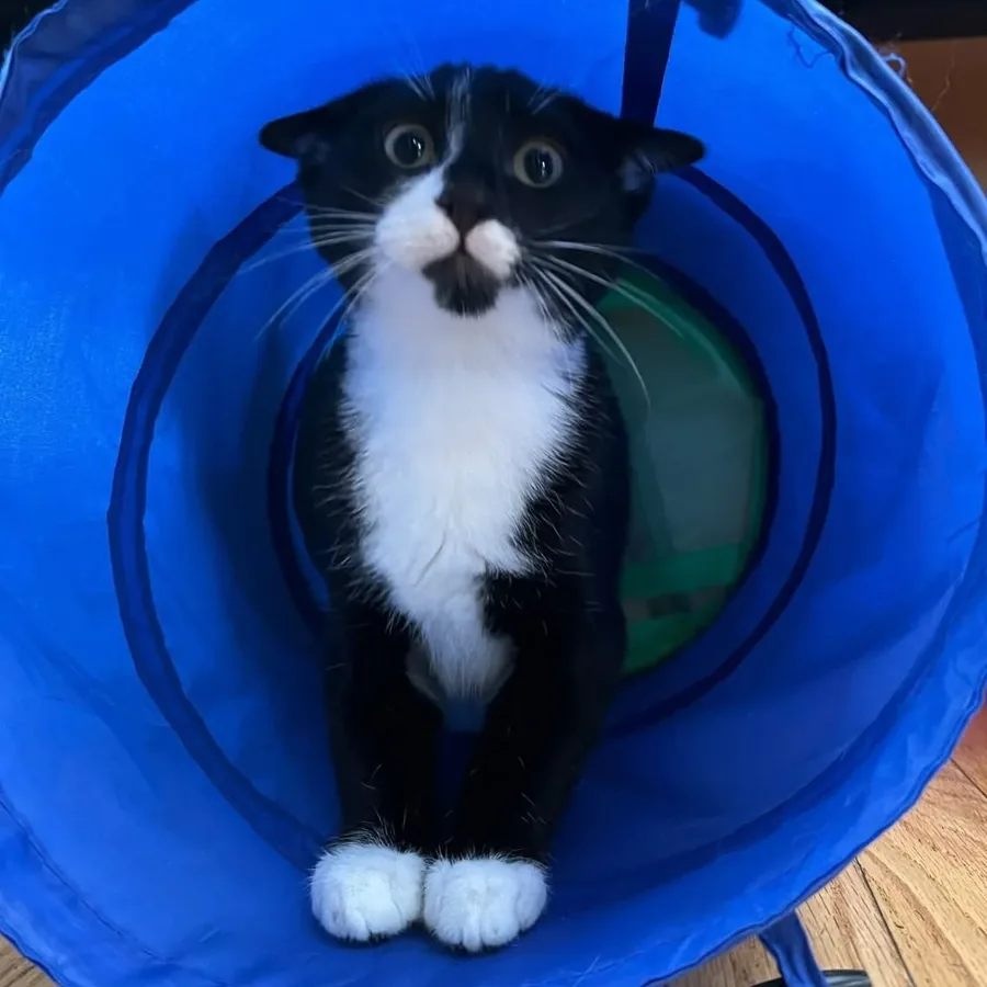 Cat moving through a blue play tunnel